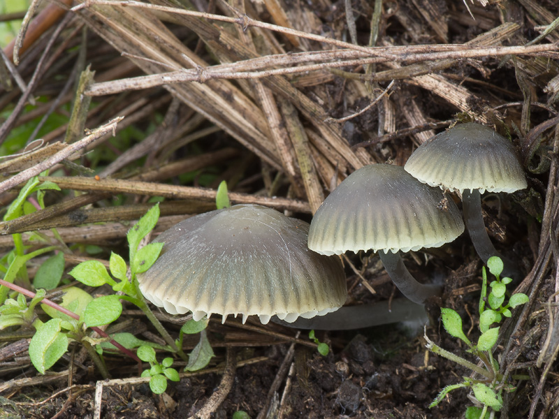 Mycena chlorantha